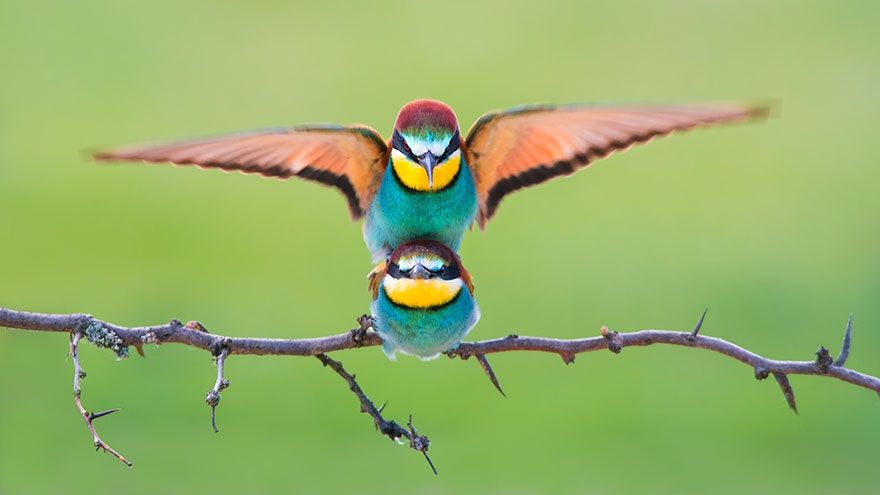 Sony World Photography Awards 2018: фото номинантов не оставят тебя равнодушным - фото 376073