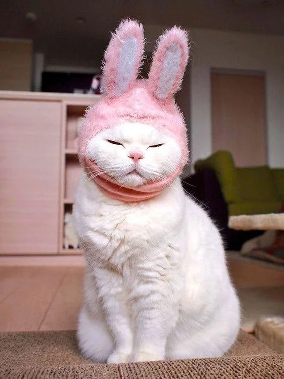 Я пушистый кроль: смешные и не слишком довольны котики в пасхальных костюмах - фото 378164