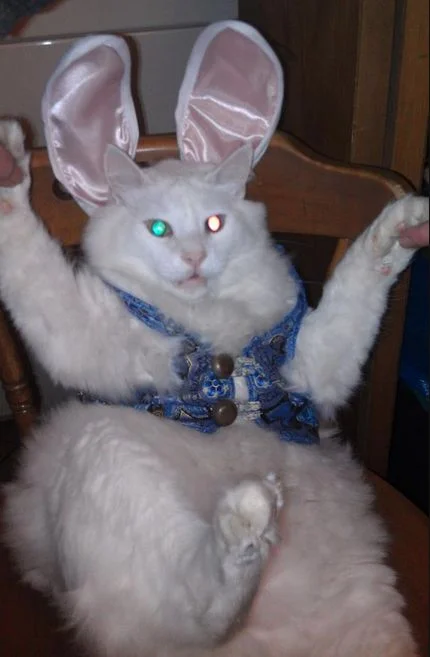 Я пухнастий кроль: смішні та не дуже задоволені котики у великодніх костюмах - фото 378158