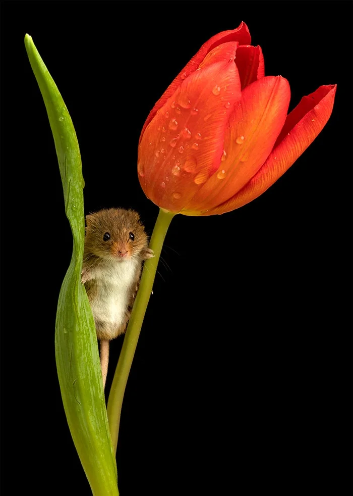 Ці знімки крихітних мишок у тюльпанах наймиліше, що ти міг бачити - фото 379643