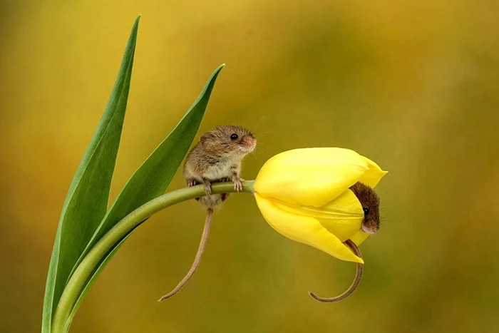 Ці знімки крихітних мишок у тюльпанах наймиліше, що ти міг бачити - фото 379646