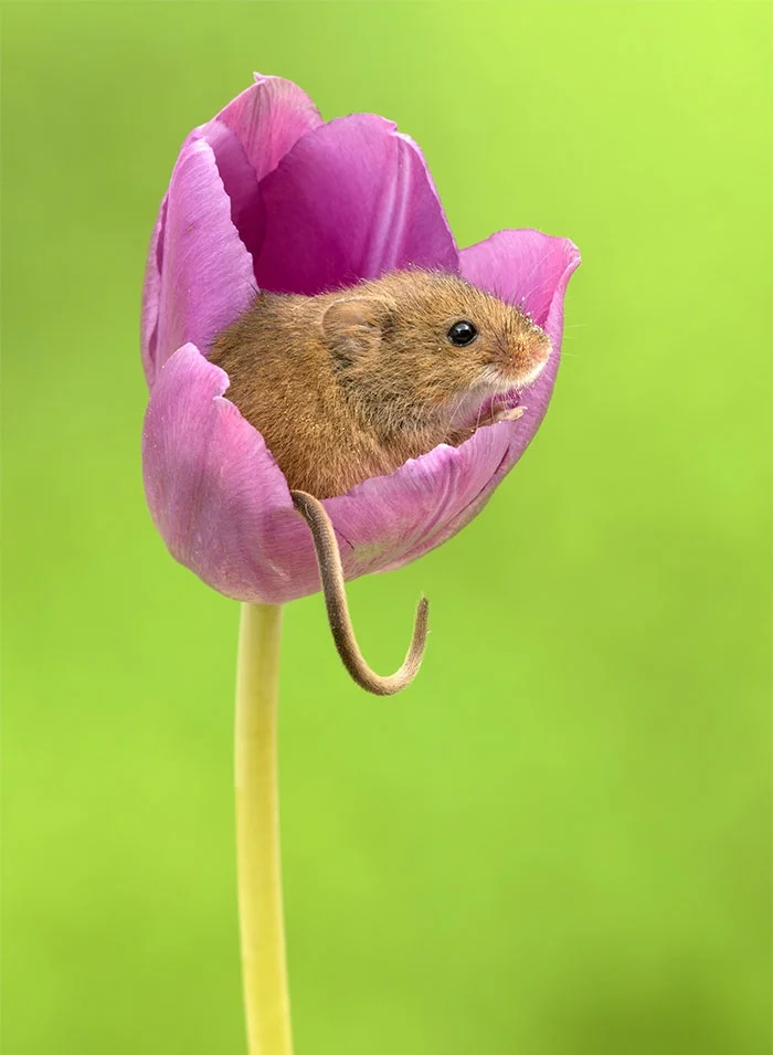 Ці знімки крихітних мишок у тюльпанах наймиліше, що ти міг бачити - фото 379647