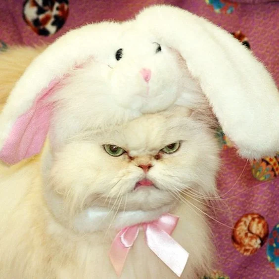 Я пухнастий кроль: смішні та не дуже задоволені котики у великодніх костюмах - фото 378156