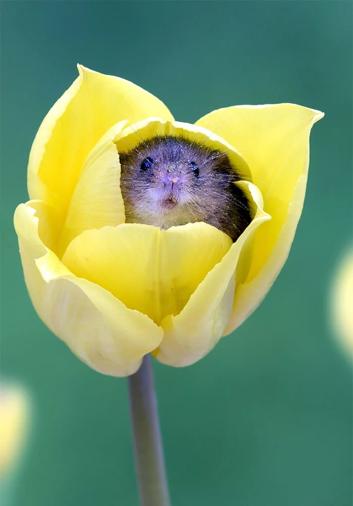 Ці знімки крихітних мишок у тюльпанах наймиліше, що ти міг бачити - фото 379652