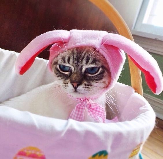Я пушистый кроль: смешные и не слишком довольны котики в пасхальных костюмах - 378161 Я пушистый кроль: смешные и не слишком довольны котики в пасхальных костюмах - фото 378161