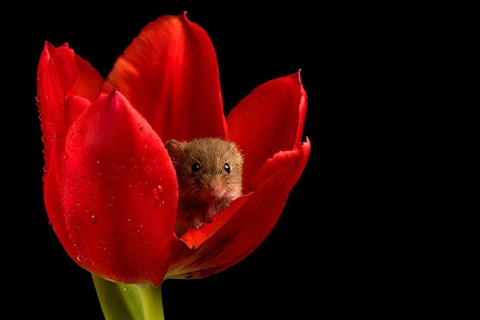 Ці знімки крихітних мишок у тюльпанах наймиліше, що ти міг бачити - фото 379650