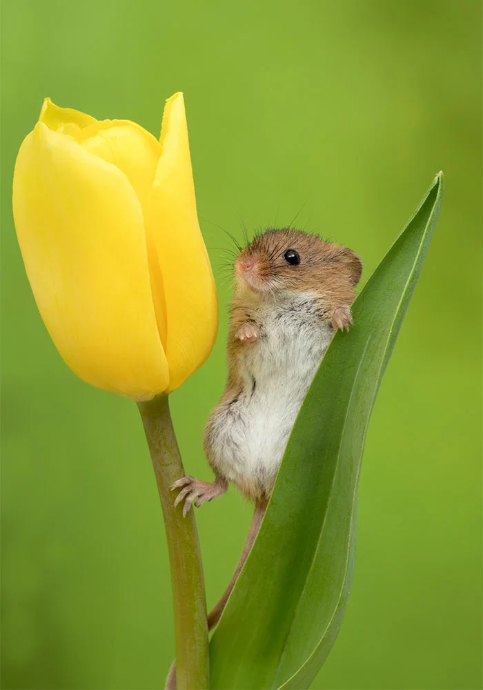 Ці знімки крихітних мишок у тюльпанах наймиліше, що ти міг бачити - фото 379642