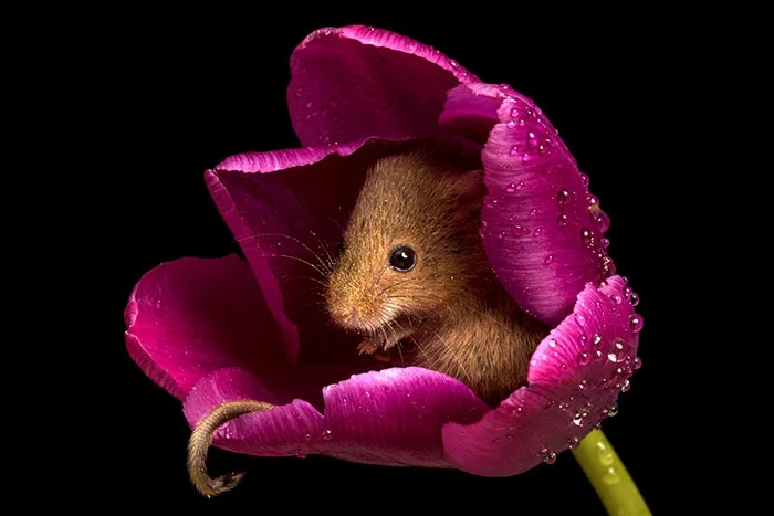 Ці знімки крихітних мишок у тюльпанах наймиліше, що ти міг бачити - фото 379639
