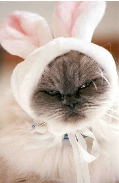 Я пухнастий кроль: смішні та не дуже задоволені котики у великодніх костюмах - фото 378159