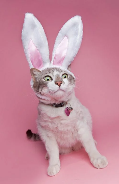 Я пушистый кроль: смешные и не слишком довольны котики в пасхальных костюмах - фото 378157