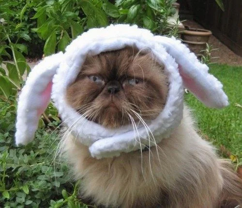 Я пушистый кроль: смешные и не слишком довольны котики в пасхальных костюмах - фото 378160