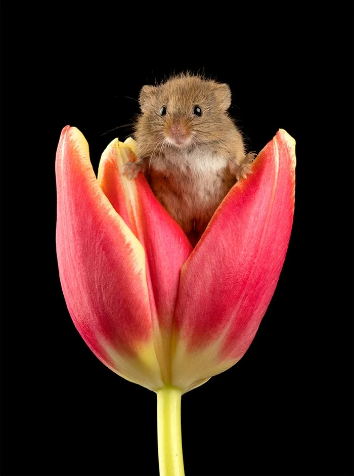 Ці знімки крихітних мишок у тюльпанах наймиліше, що ти міг бачити - фото 379645