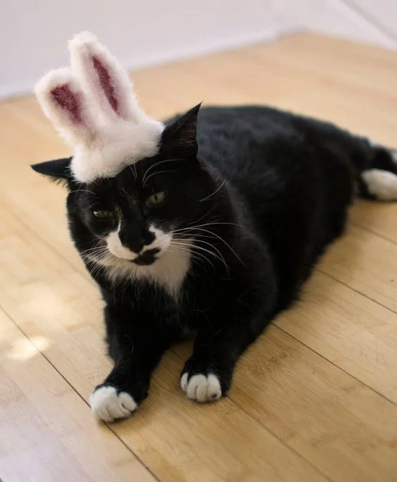 Я пушистый кроль: смешные и не слишком довольны котики в пасхальных костюмах - фото 378162