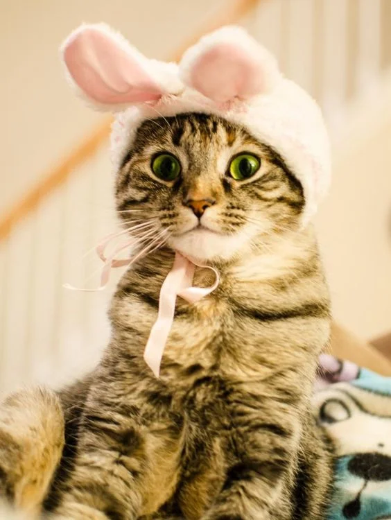 Я пухнастий кроль: смішні та не дуже задоволені котики у великодніх костюмах - фото 378165