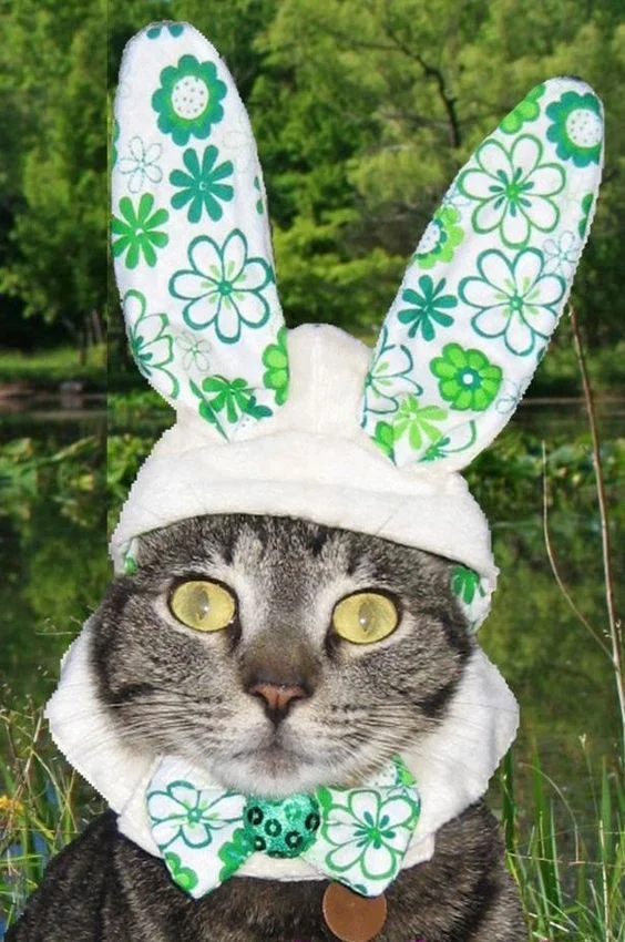 Я пушистый кроль: смешные и не слишком довольны котики в пасхальных костюмах - фото 378168