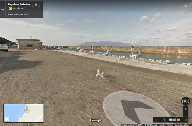 Звезда Google-карт: очень настойчивая японская собака стала известной на весь мир - фото 383092