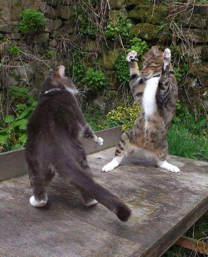 В стиле диско: эти веселые коты научат вас, как нужно танцевать - фото 386479
