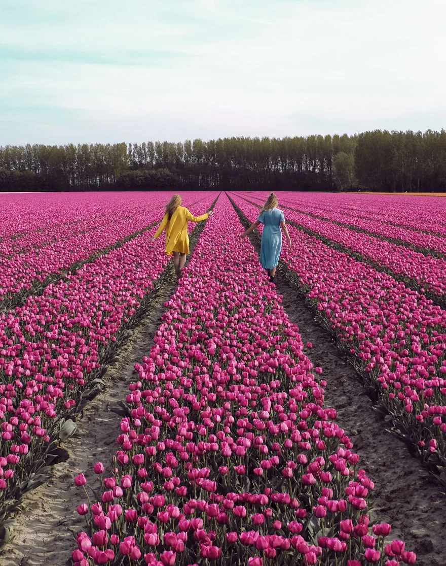 В Нідерландах зацвіли поля тюльпанів - видовище, від якого неможливо відірвати погляд - фото 382231