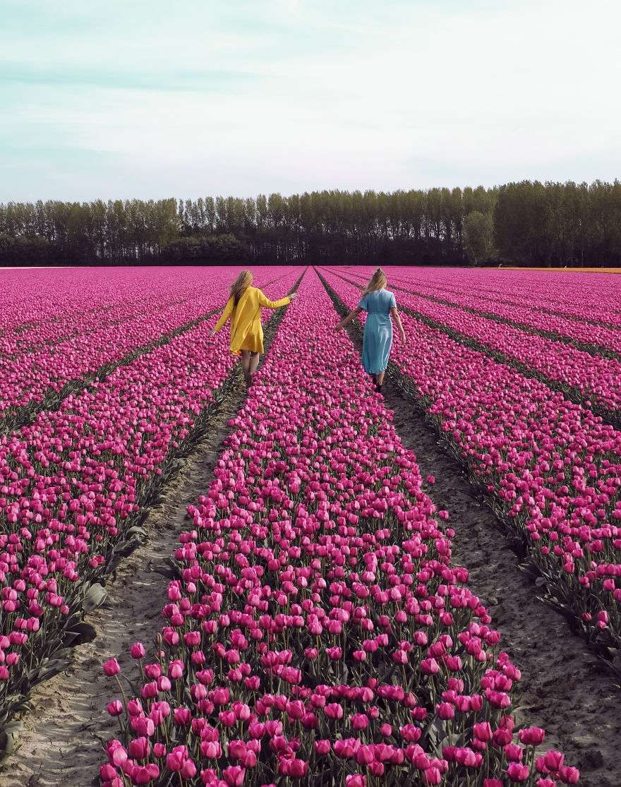 В Нідерландах зацвіли поля тюльпанів - видовище, від якого неможливо відірвати погляд - фото 382231