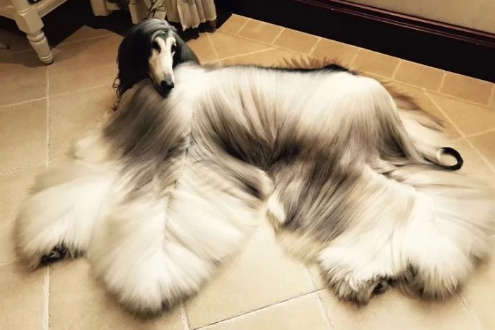 Ця собака так розкішно виглядає, що ви точно позаздрите її зачісці - фото 384443