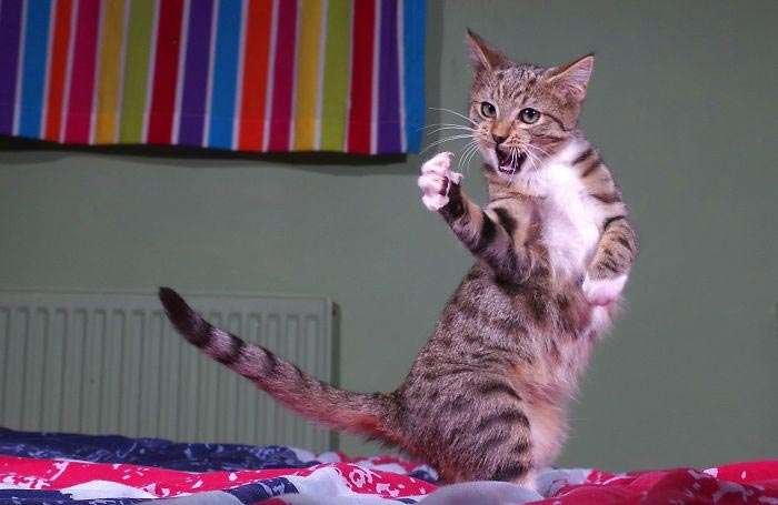 В стиле диско: эти веселые коты научат вас, как нужно танцевать - фото 386469