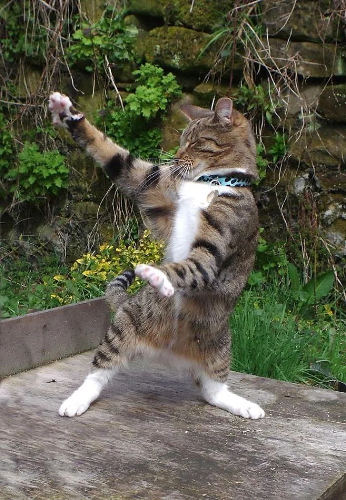 В стилі диско: ці веселі коти навчать вас, як потрібно танцювати - фото 386468