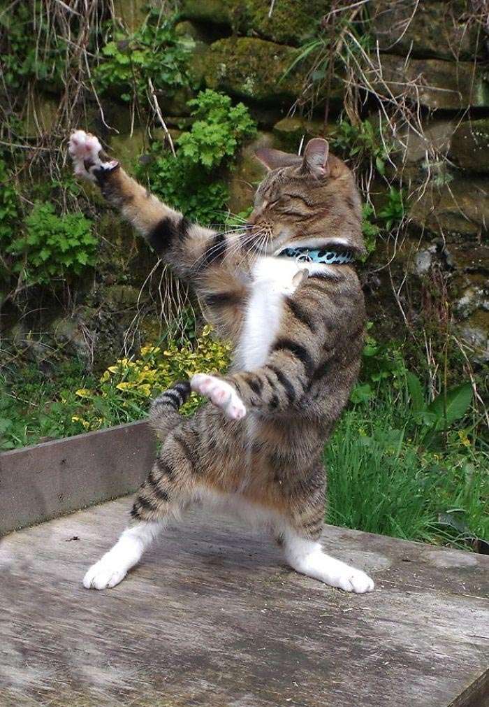 В стиле диско: эти веселые коты научат вас, как нужно танцевать - фото 386468