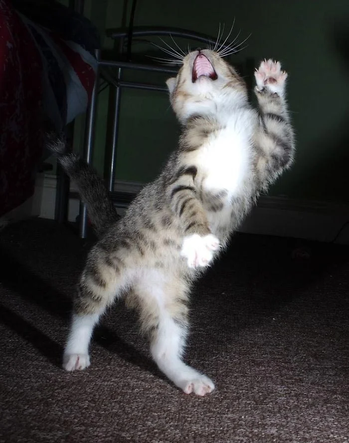 В стиле диско: эти веселые коты научат вас, как нужно танцевать - фото 386474