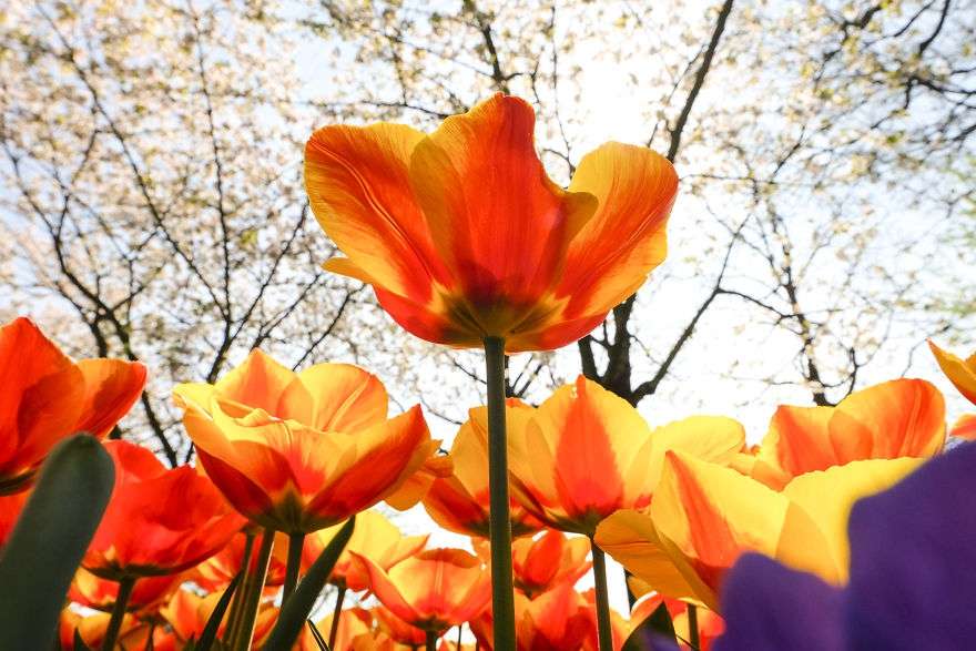 В Нидерландах зацвели поля тюльпанов - зрелище, от которого невозможно оторвать взгляд - фото 382225