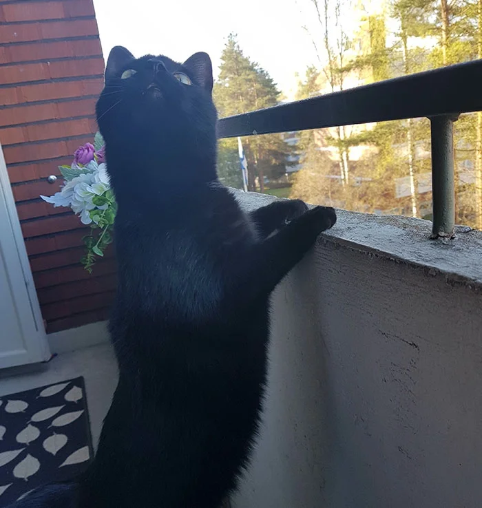 Котика вперше випустили на балкон, і його реакція розсмішила весь світ - фото 384959