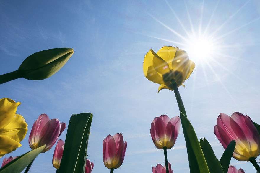 В Нідерландах зацвіли поля тюльпанів - видовище, від якого неможливо відірвати погляд - фото 382222