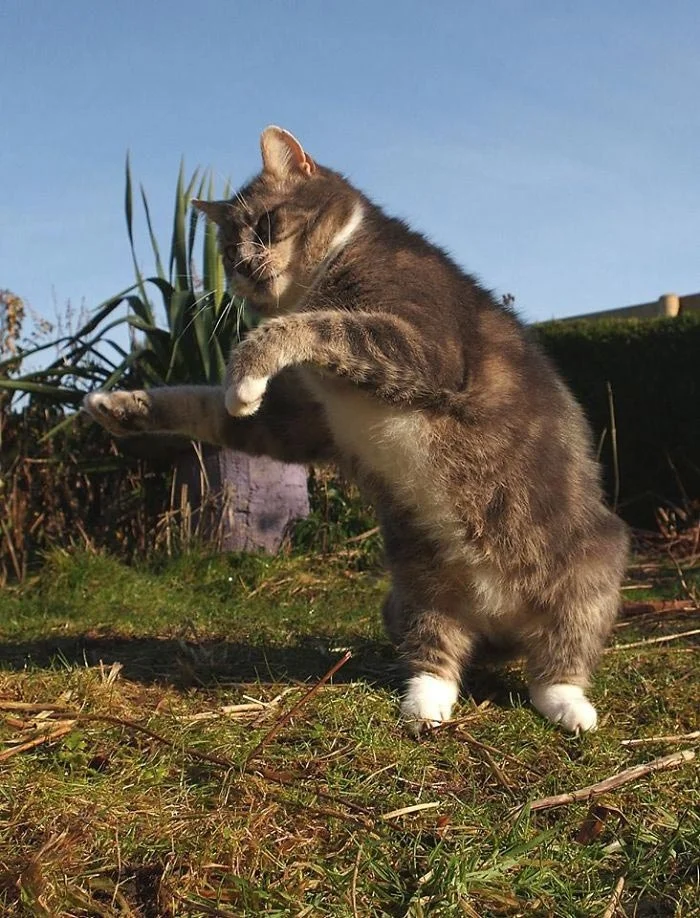 В стилі диско: ці веселі коти навчать вас, як потрібно танцювати - фото 386480