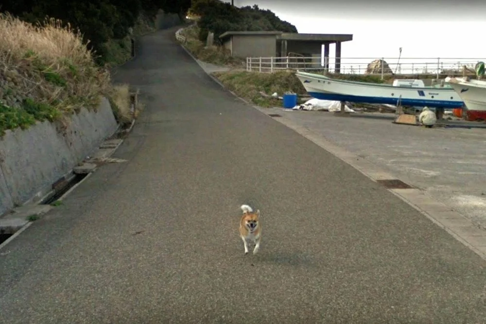 Звезда Google-карт: очень настойчивая японская собака стала известной на весь мир - фото 383094