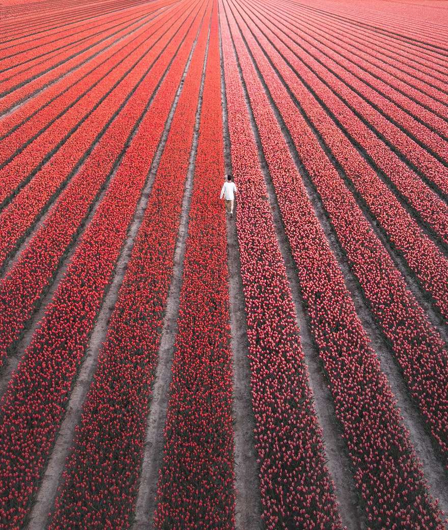 В Нидерландах зацвели поля тюльпанов - зрелище, от которого невозможно оторвать взгляд - фото 382235