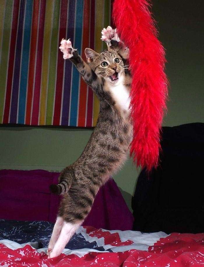 В стиле диско: эти веселые коты научат вас, как нужно танцевать - фото 386476