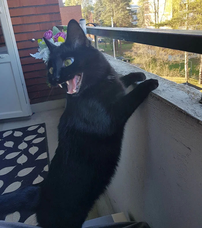 Котика впервые выпустили на балкон, и его реакция рассмешила весь мир - фото 384961