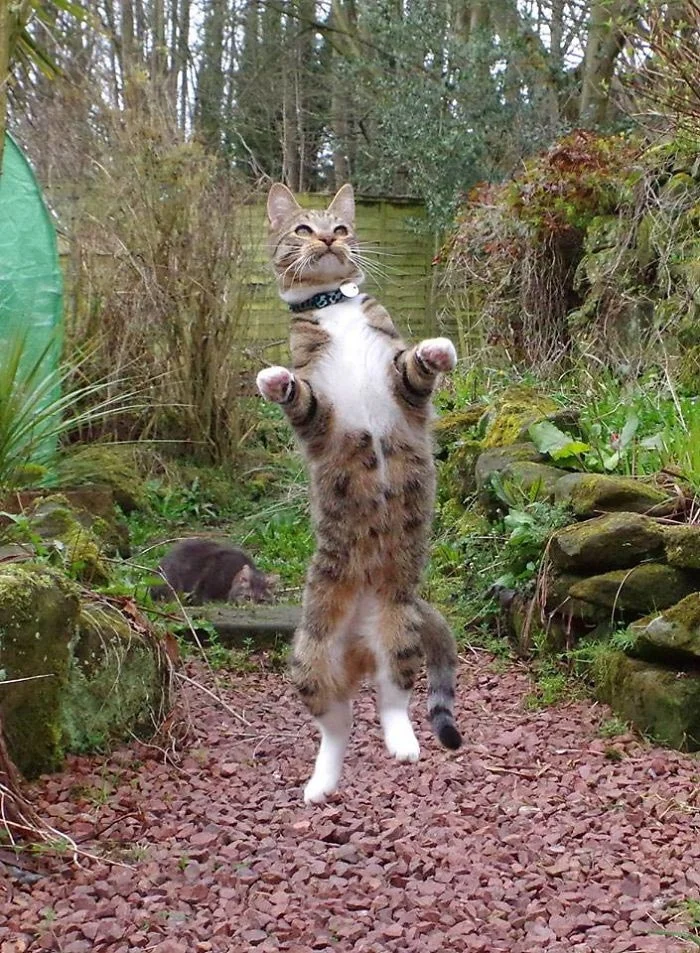 В стилі диско: ці веселі коти навчать вас, як потрібно танцювати - фото 386481