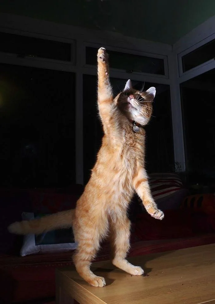 В стиле диско: эти веселые коты научат вас, как нужно танцевать - фото 386471