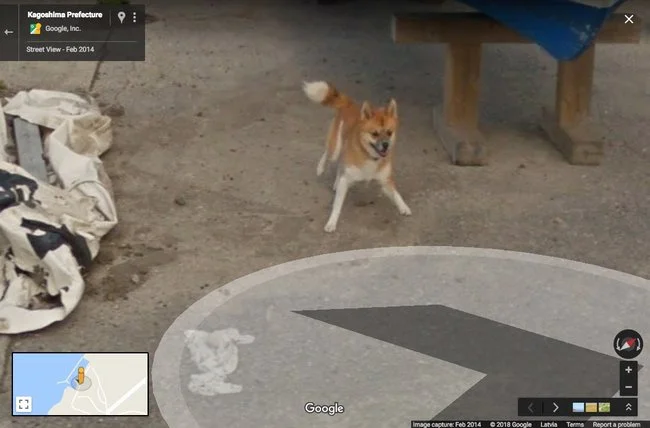 Зірка Google-карт: японська собака завдяки своїй настирливості стала відомою на весь світ - фото 383093