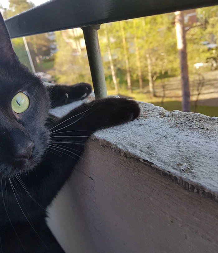 Котика вперше випустили на балкон, і його реакція розсмішила весь світ - фото 384960