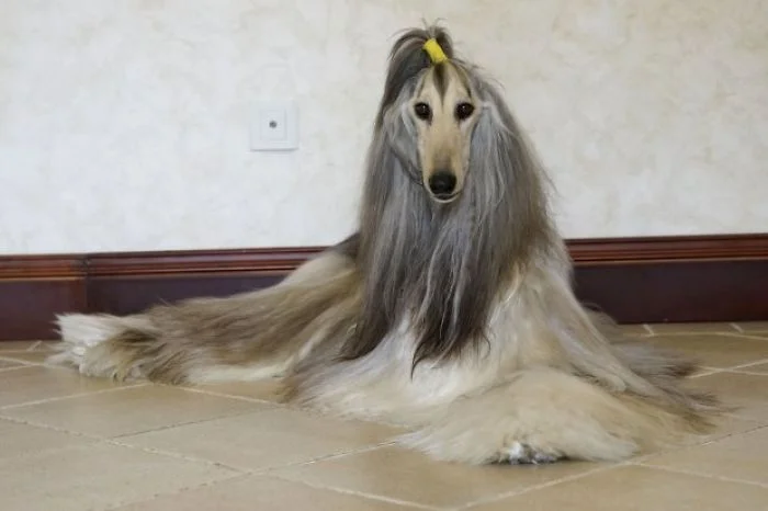 Ця собака так розкішно виглядає, що ви точно позаздрите її зачісці - фото 384441