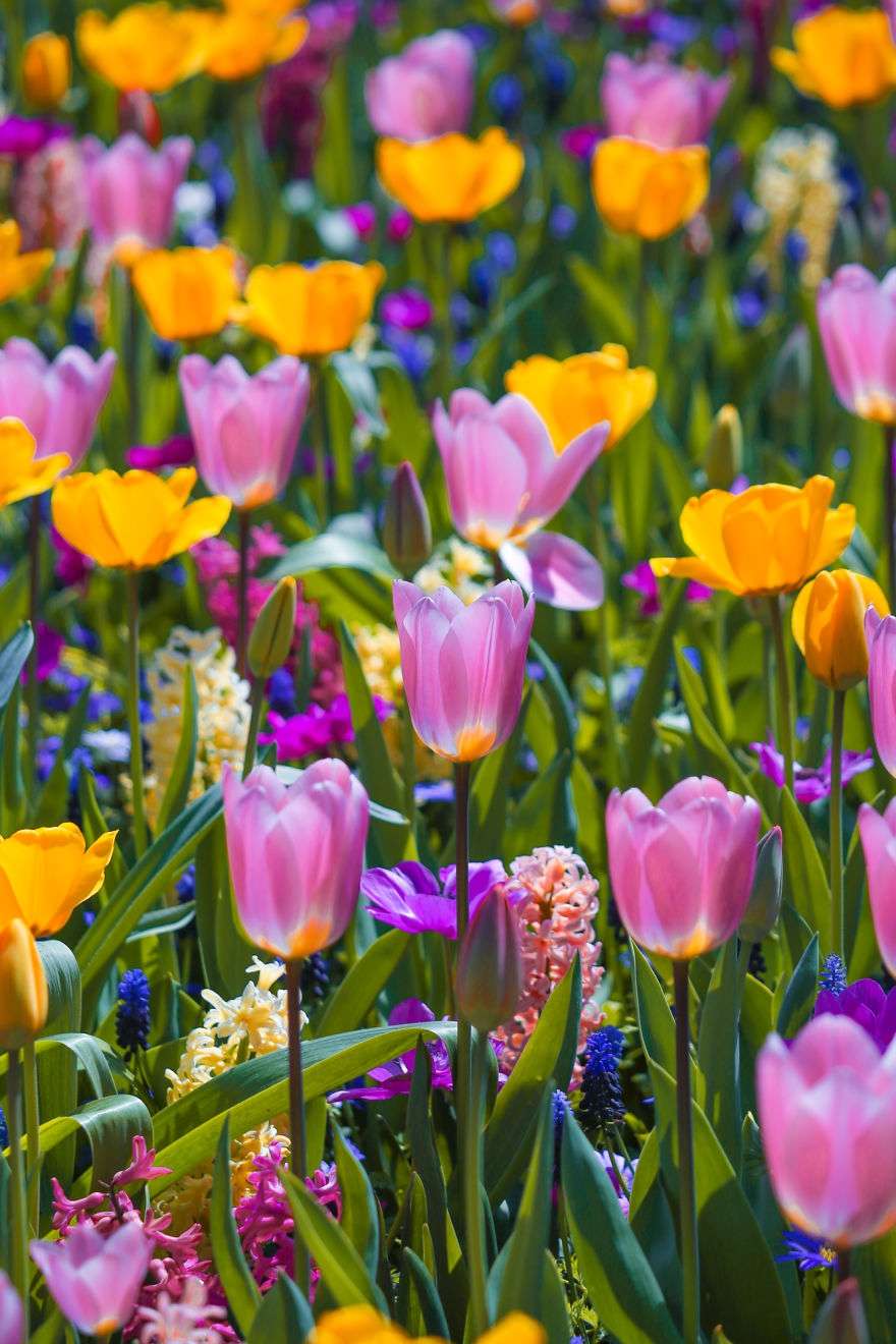 В Нідерландах зацвіли поля тюльпанів - видовище, від якого неможливо відірвати погляд - фото 382229