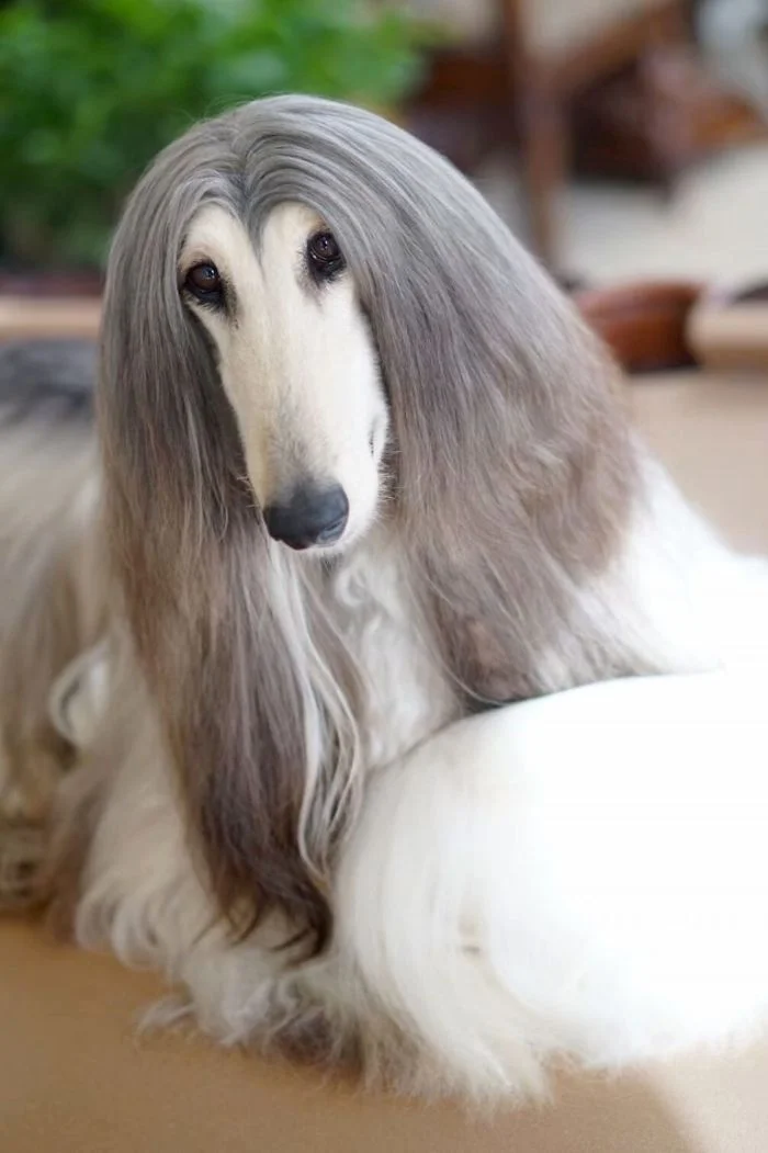 Ця собака так розкішно виглядає, що ви точно позаздрите її зачісці - фото 384444