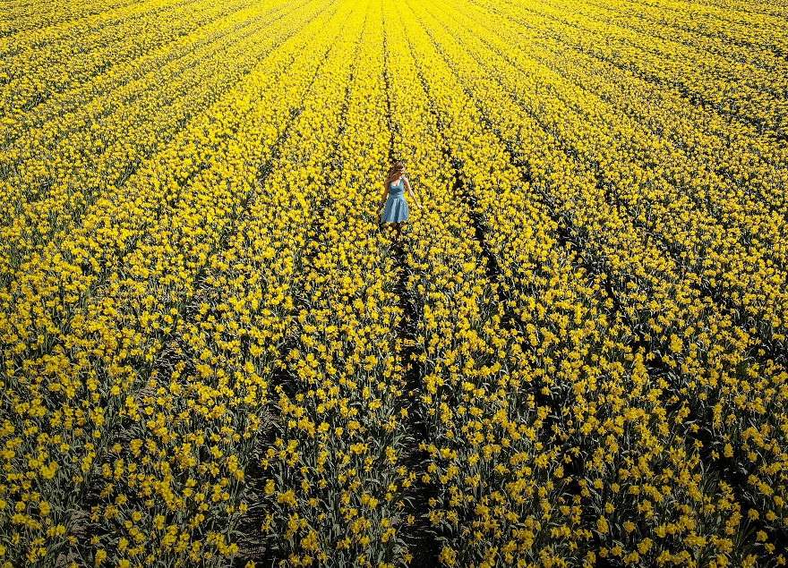 В Нидерландах зацвели поля тюльпанов - зрелище, от которого невозможно оторвать взгляд - фото 382234