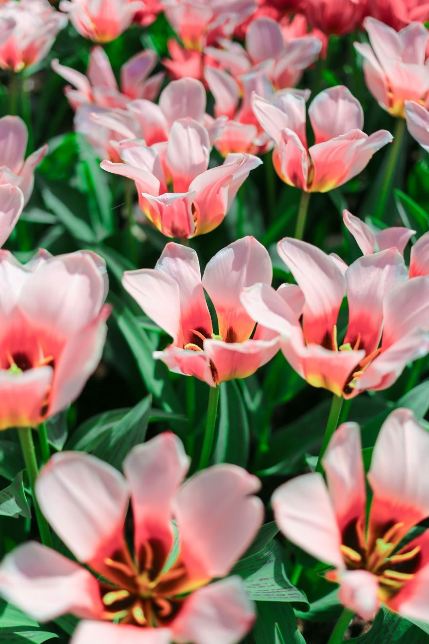 В Нидерландах зацвели поля тюльпанов - зрелище, от которого невозможно оторвать взгляд - фото 382228