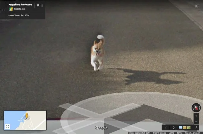 Звезда Google-карт: очень настойчивая японская собака стала известной на весь мир - фото 383091