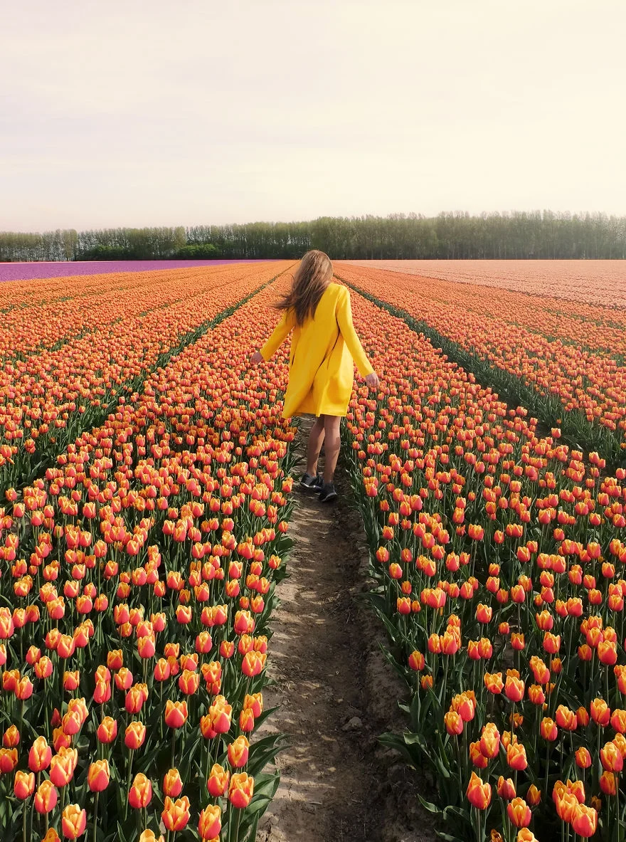 В Нидерландах зацвели поля тюльпанов - зрелище, от которого невозможно оторвать взгляд - фото 382233