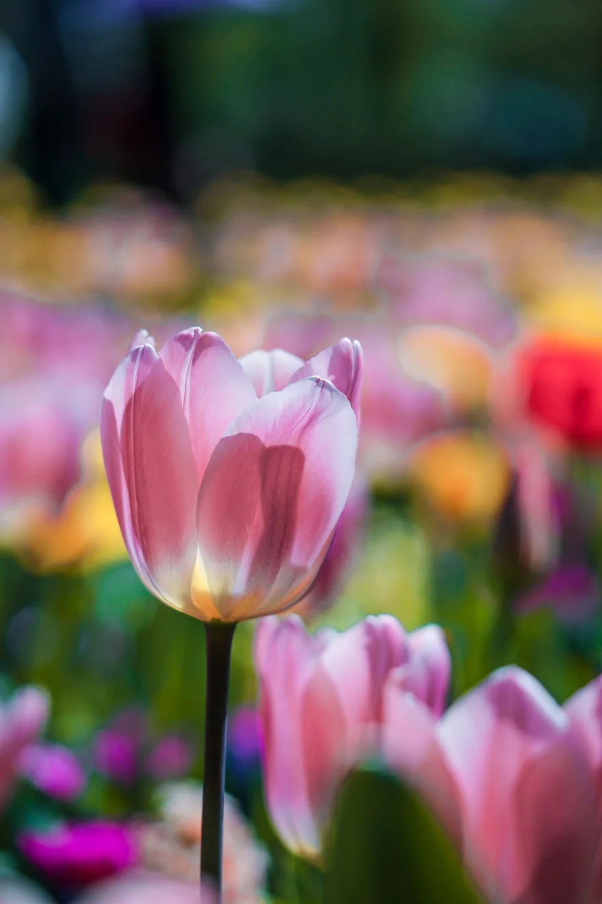 В Нидерландах зацвели поля тюльпанов - зрелище, от которого невозможно оторвать взгляд - фото 382223