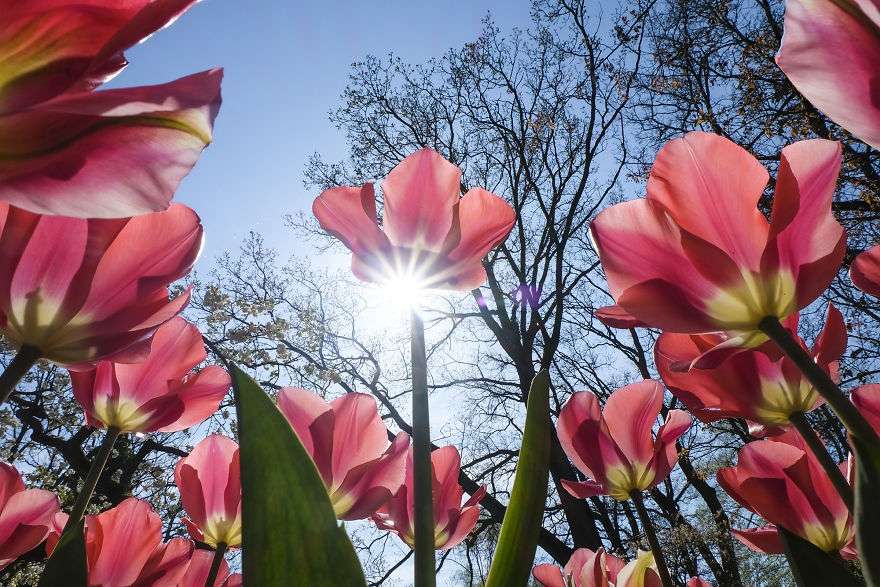 В Нидерландах зацвели поля тюльпанов - зрелище, от которого невозможно оторвать взгляд - фото 382227