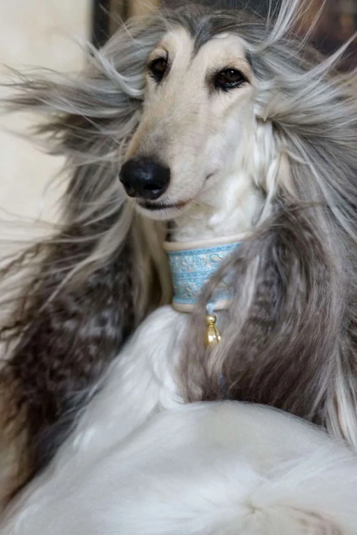 Ця собака так розкішно виглядає, що ви точно позаздрите її зачісці - фото 384447